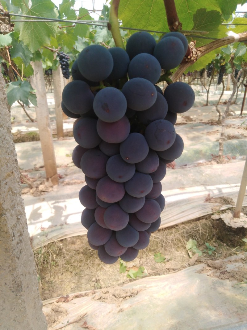 夏黑蜜葡萄