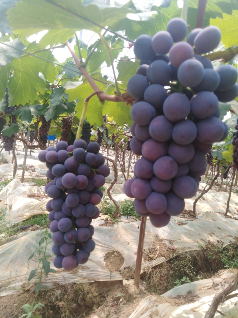 夏黑蜜葡萄