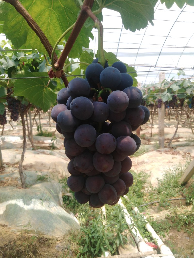 夏黑蜜葡萄