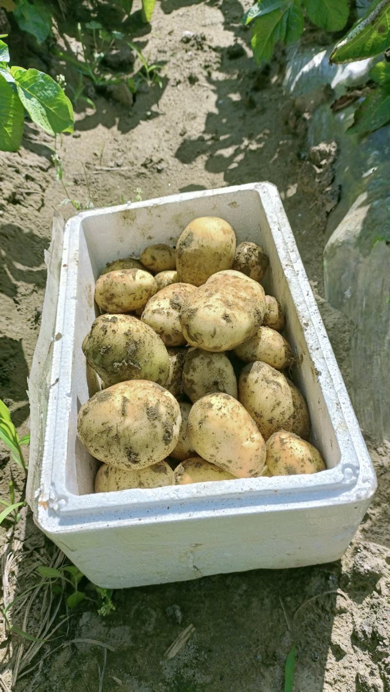 荷兰土豆