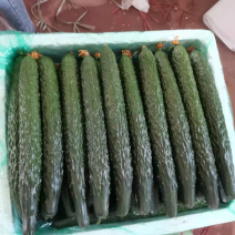 密刺黄瓜，各种级别。以质论价。寿光专业蔬菜合作社，专门和