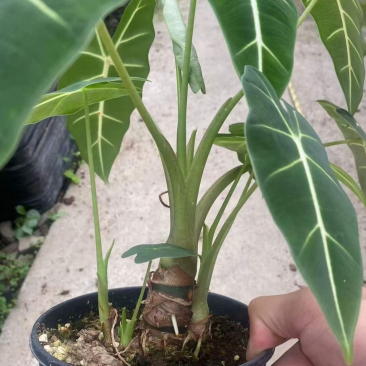 一加仑老桩绿天鹅绒海芋，精品老桩，数量不多，先到先得