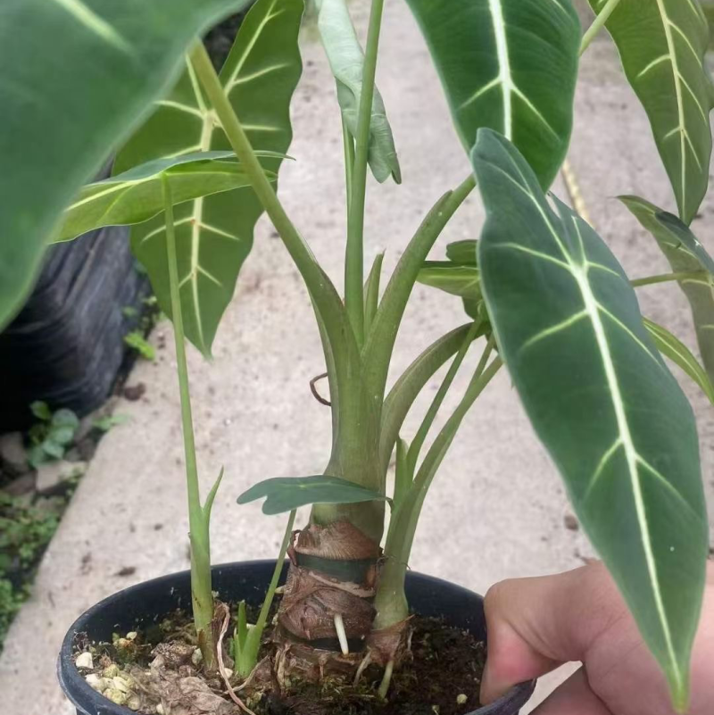 一加仑老桩绿天鹅绒海芋，精品老桩，数量不多，先到先得