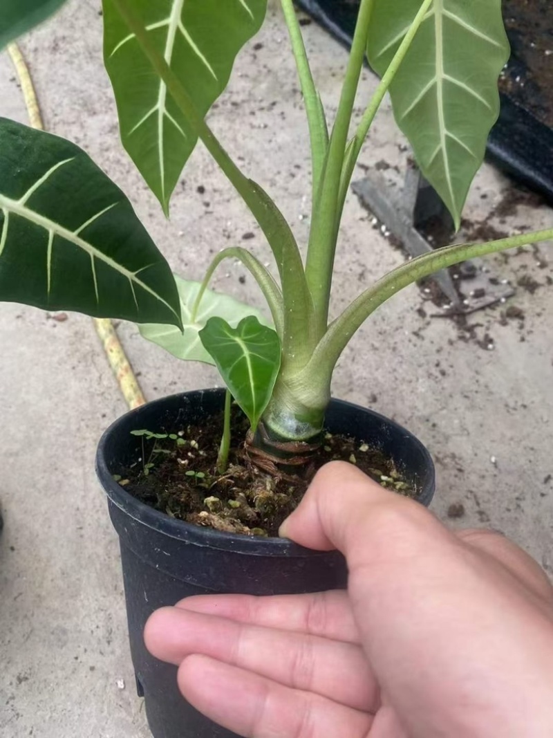 一加仑老桩绿天鹅绒海芋，精品老桩，数量不多，先到先得