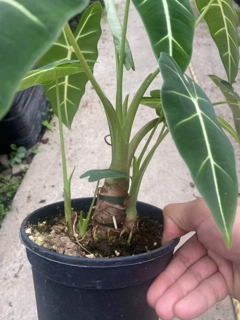一加仑老桩绿天鹅绒海芋，精品老桩，数量不多，先到先得