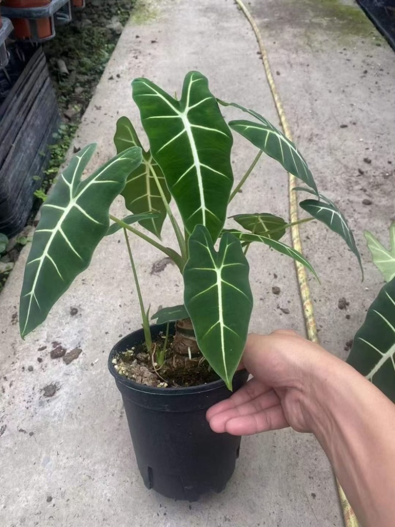 一加仑老桩绿天鹅绒海芋，精品老桩，数量不多，先到先得