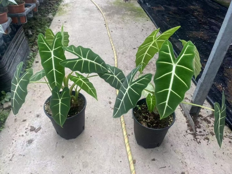 一加仑老桩绿天鹅绒海芋，精品老桩，数量不多，先到先得