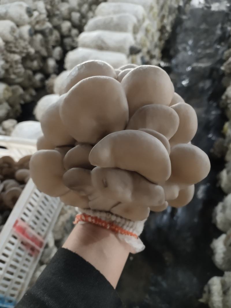 夏季黑平菇，叶后，朵型大，头茬