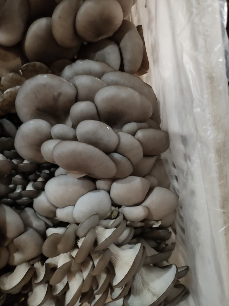 夏季黑平菇，叶后，朵型大，头茬