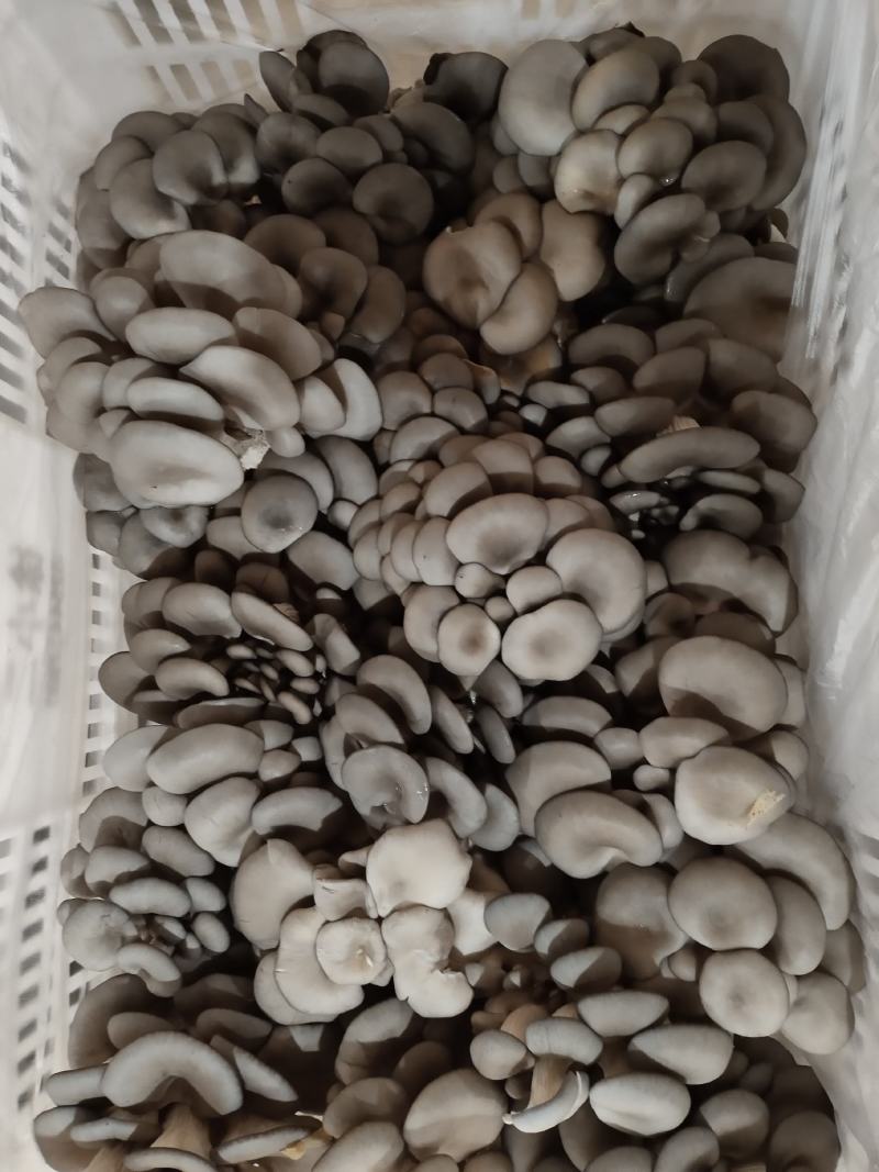 夏季黑平菇，叶后，朵型大，头茬