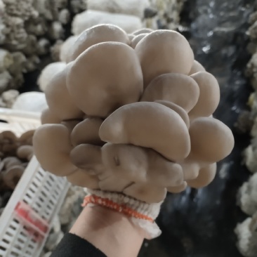 夏季黑平菇，叶后，朵型大，头茬