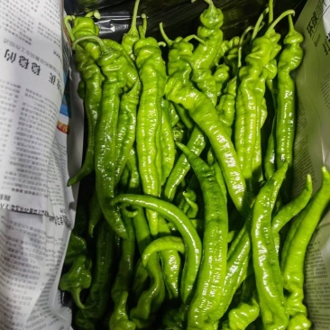 螺丝椒（陇椒）