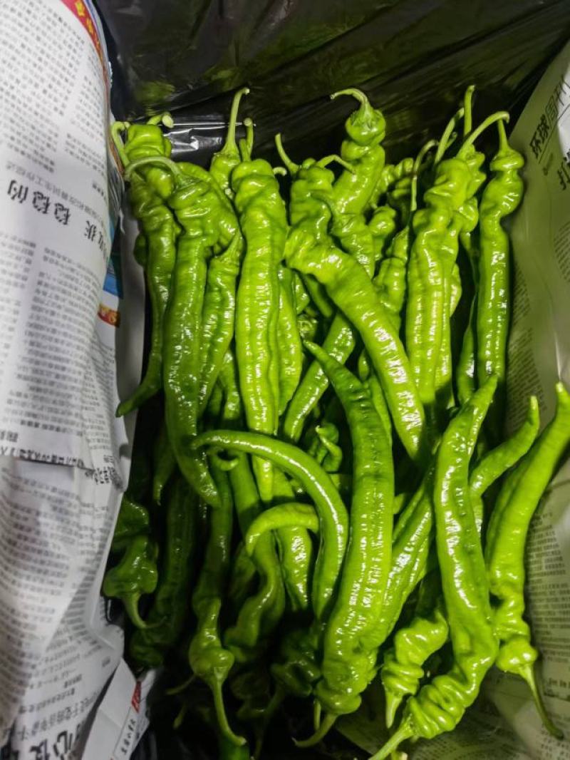 螺丝椒（陇椒）