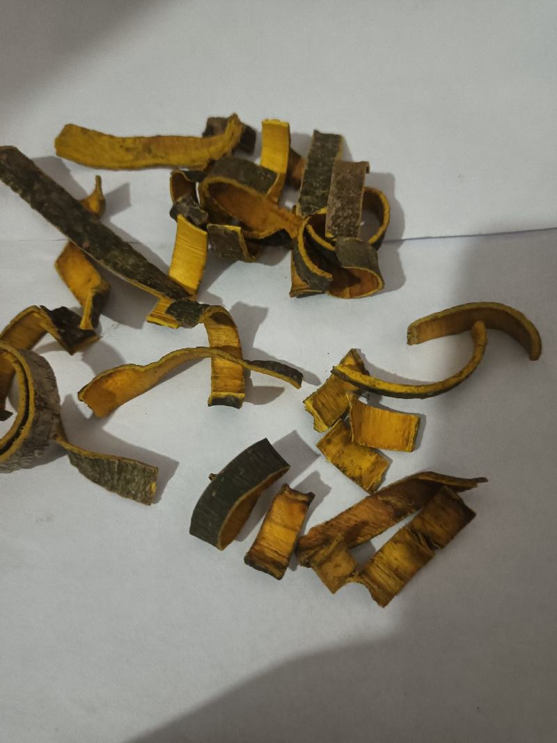 川黄柏实物拍摄物美价廉重在品质常年有货源