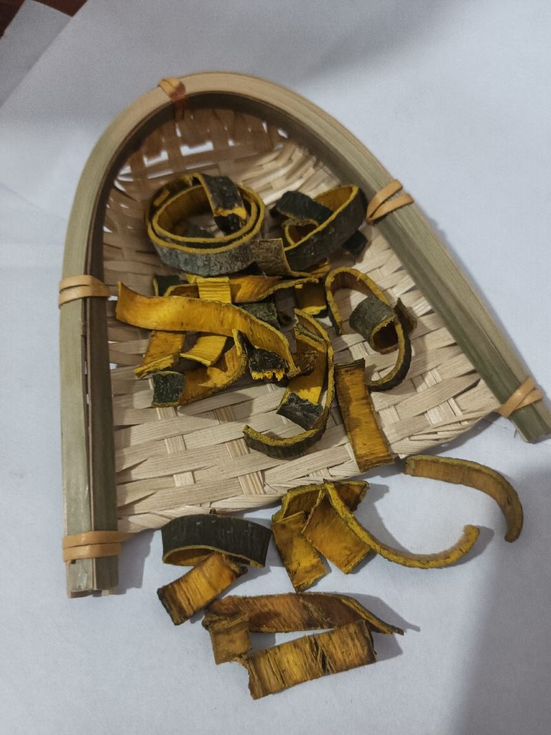 川黄柏实物拍摄物美价廉重在品质常年有货源