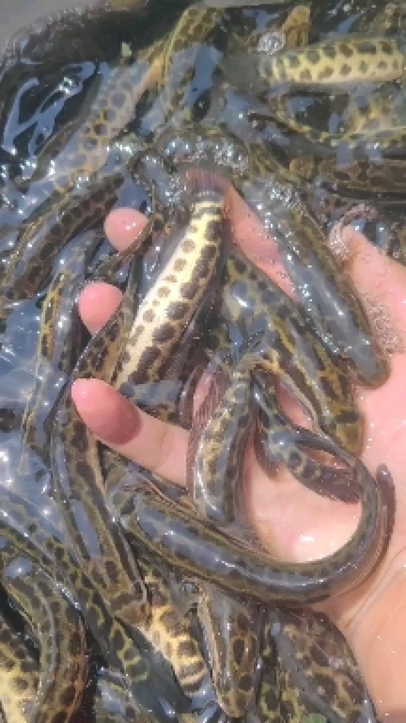 小黑鱼苗主要摄食轮虫、挠足类、枝角类及摇蚊幼虫等昆虫，成