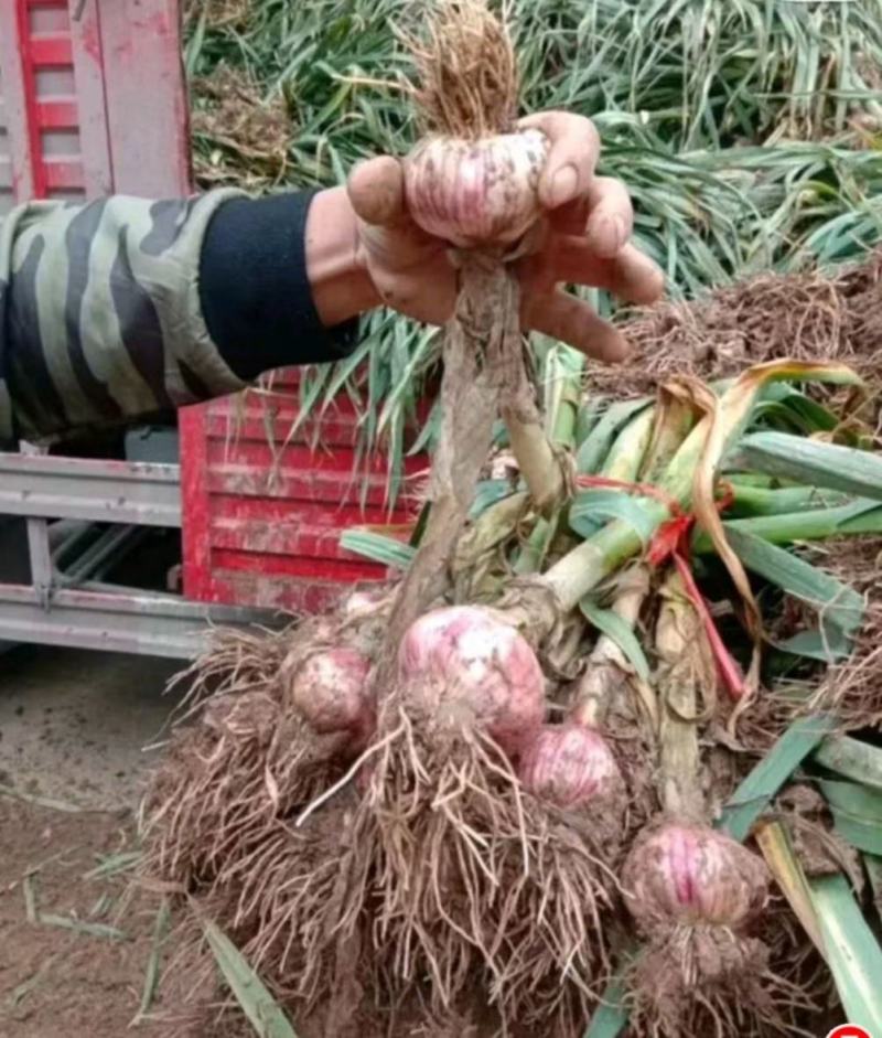 河北饶阳县紫皮大蒜上市量大