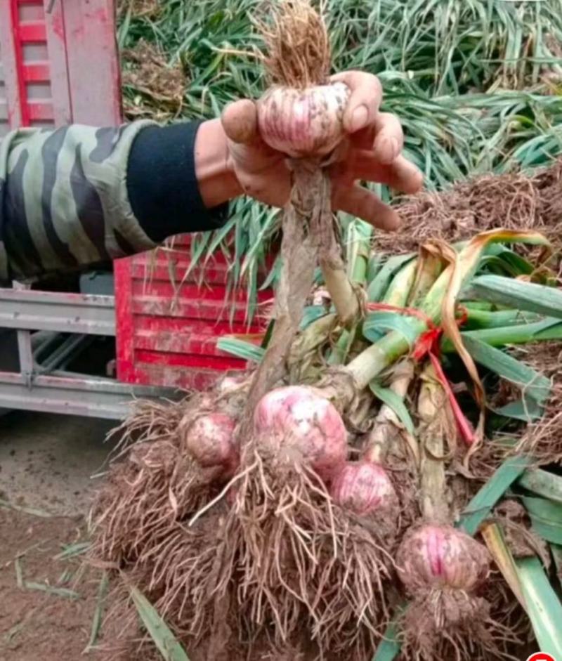 河北饶阳县紫皮大蒜上市量大