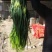 永年蒜苔大量上市，