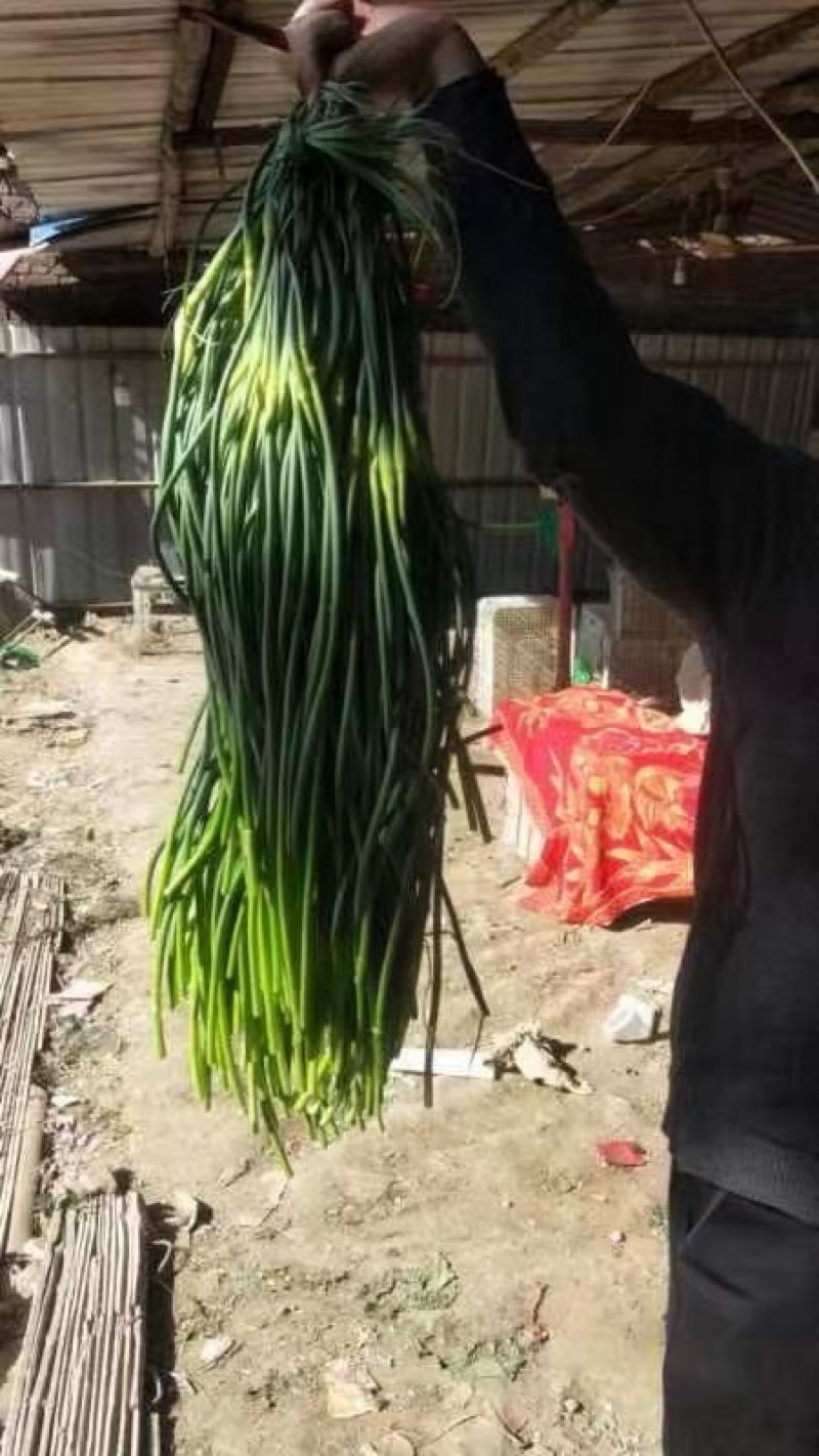 永年蒜苔大量上市，