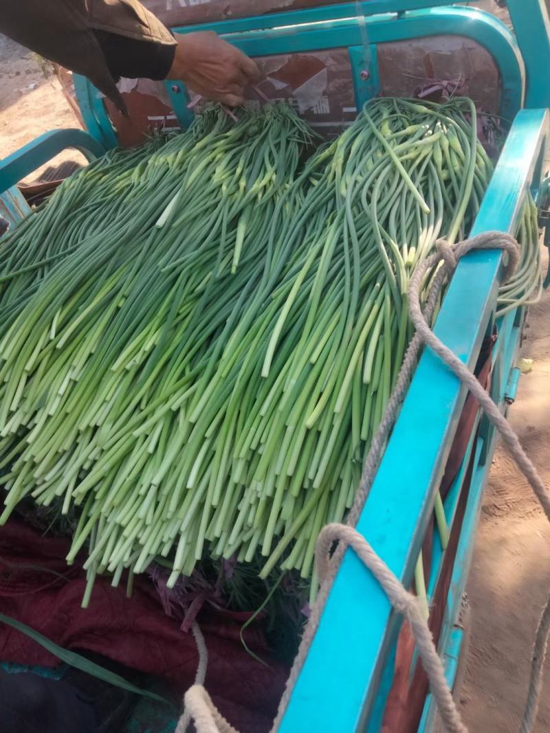 永年蒜苔大量上市，