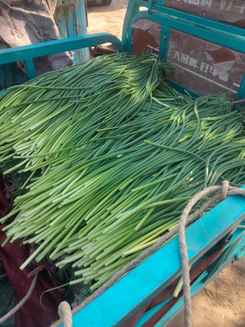 永年蒜苔大量上市，