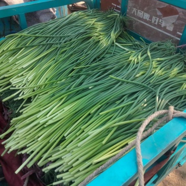 永年蒜苔大量上市，