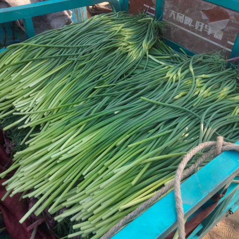永年蒜苔大量上市，