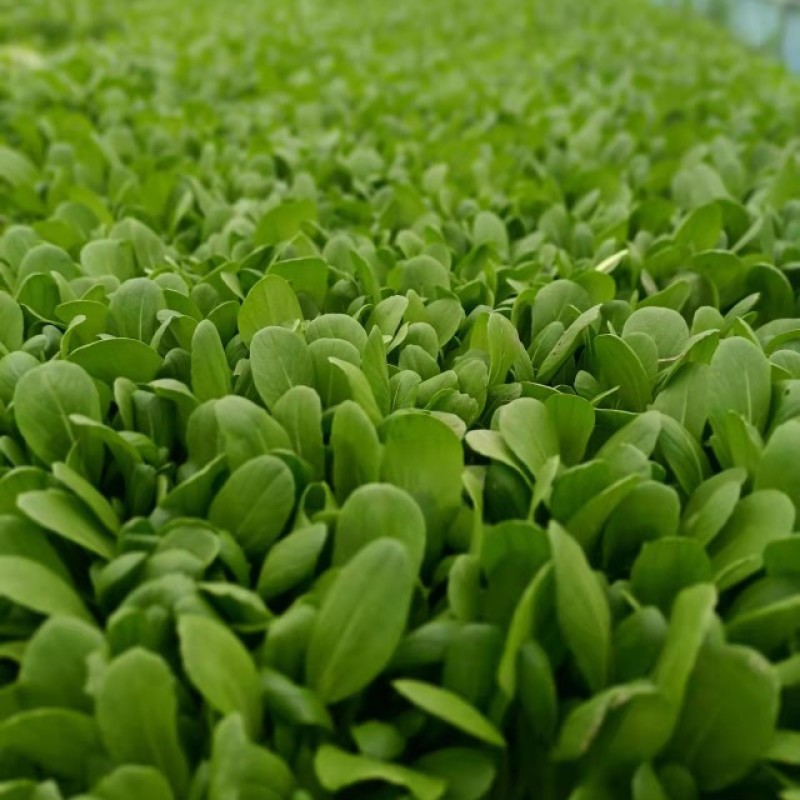 上海青，杭白菜。鸡毛菜