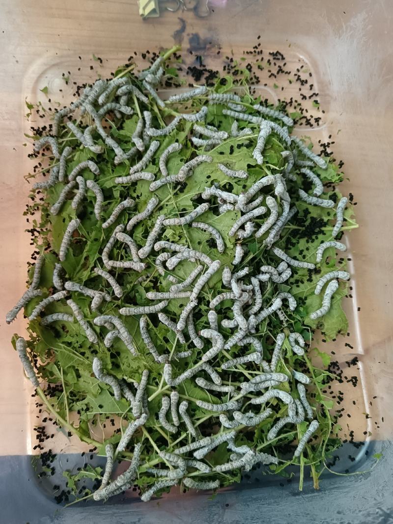 蚕
