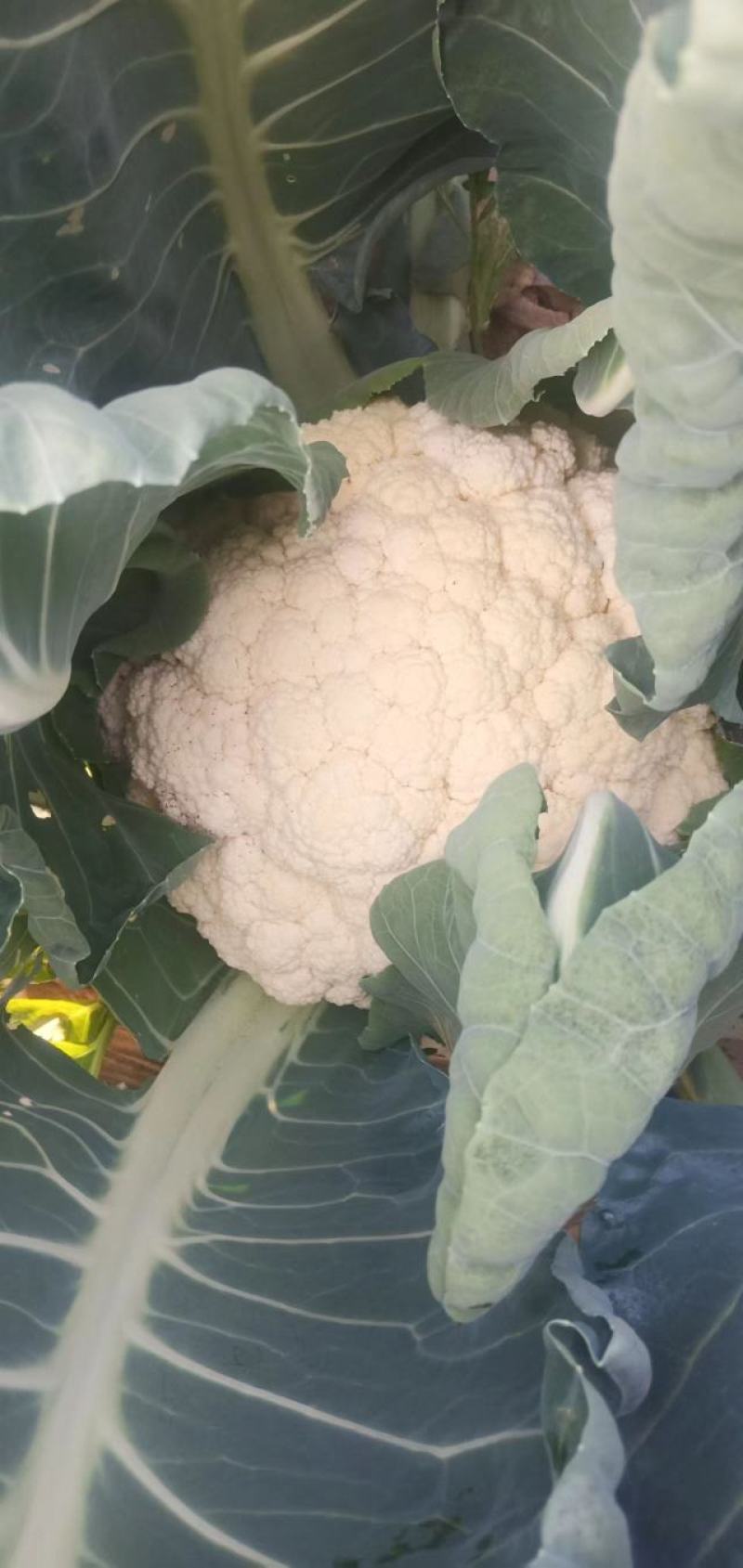 【松花菜】开封通许花菜产地发货品质保障新鲜采摘来电优惠