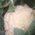 【松花菜】开封通许花菜产地发货品质保障新鲜采摘来电优惠