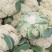 【松花菜】开封通许花菜产地发货品质保障新鲜采摘来电优惠