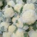 【松花菜】开封通许花菜产地发货品质保障新鲜采摘来电优惠