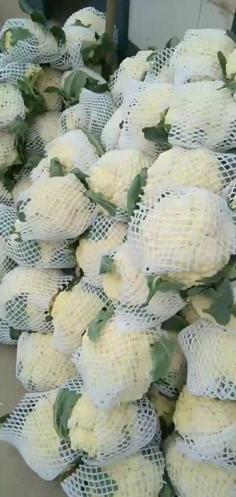 【松花菜】开封通许花菜产地发货品质保障新鲜采摘来电优惠
