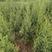 刺柏1米高柏树基地大量批发刺柏40公分-2米高刺柏