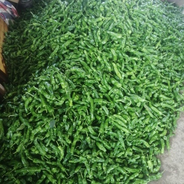 鲜辣椒，产地直发，价格实惠！欢迎各地采购商实地考察