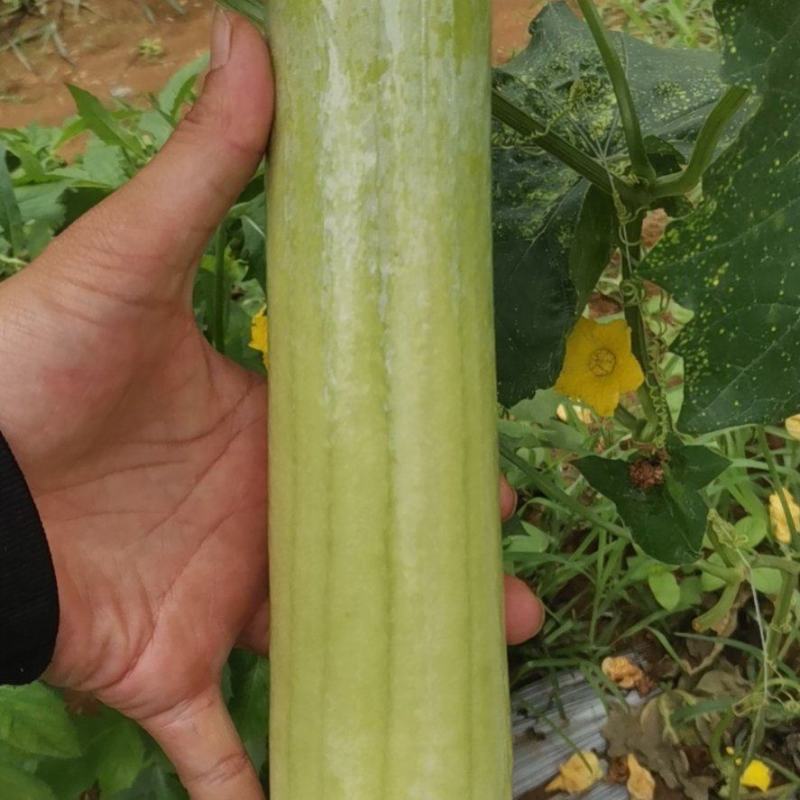 肉丝瓜