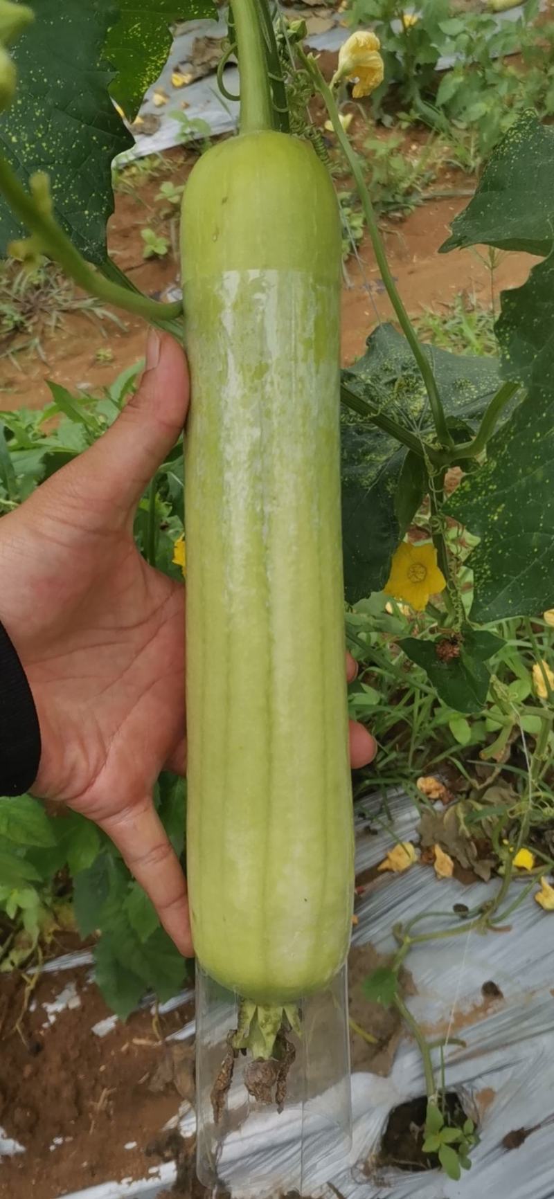 肉丝瓜