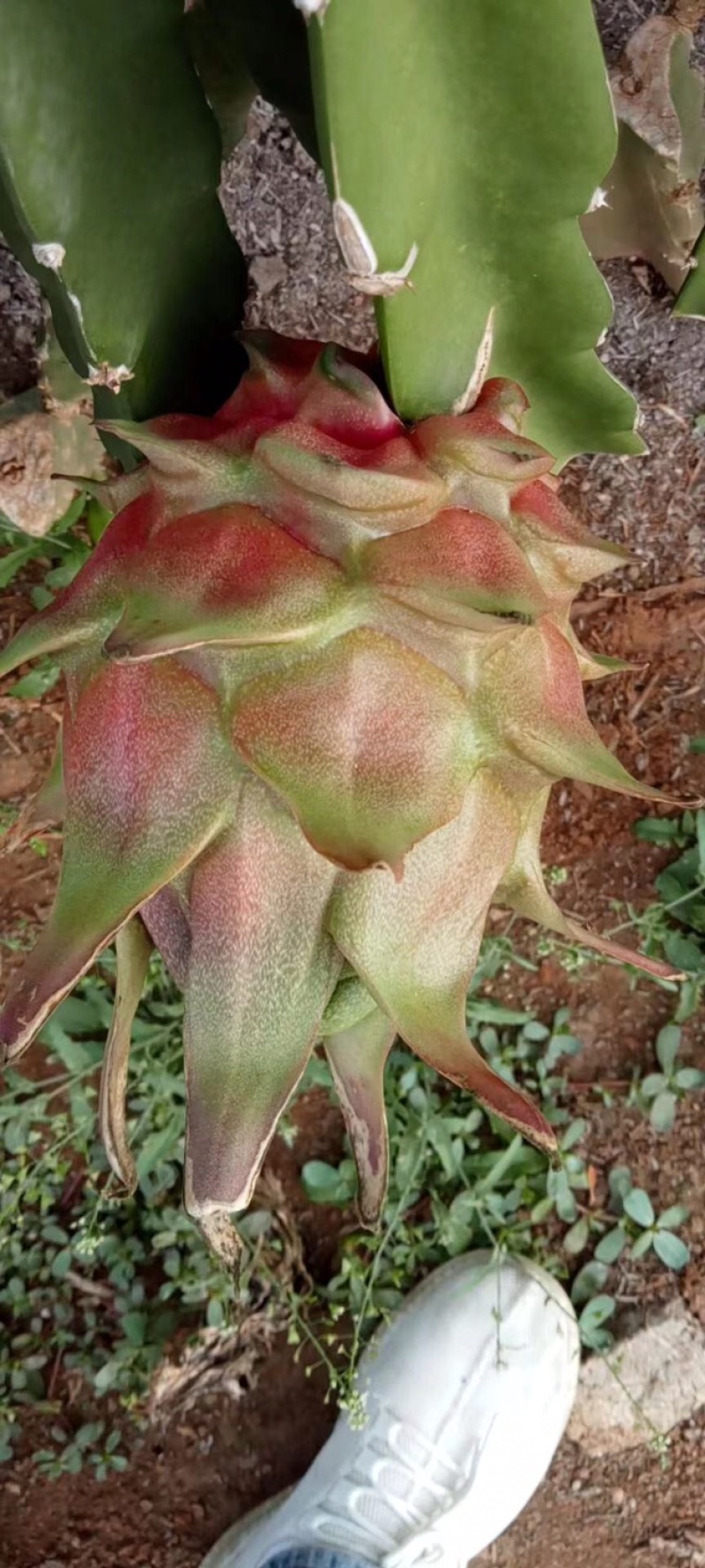 红心火龙果