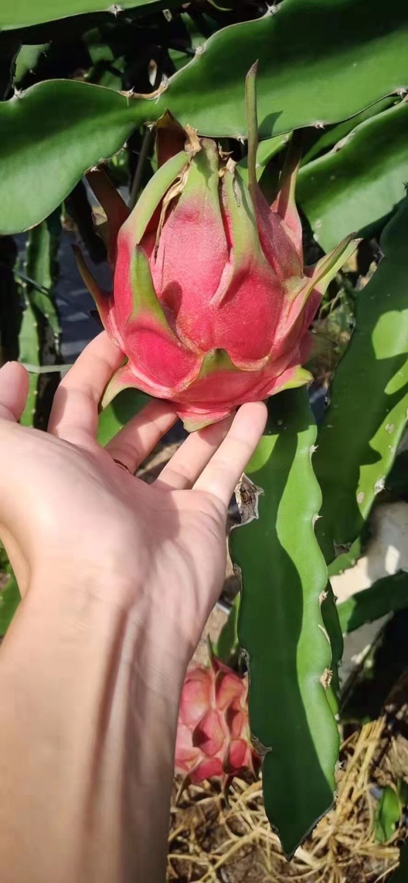 红心火龙果