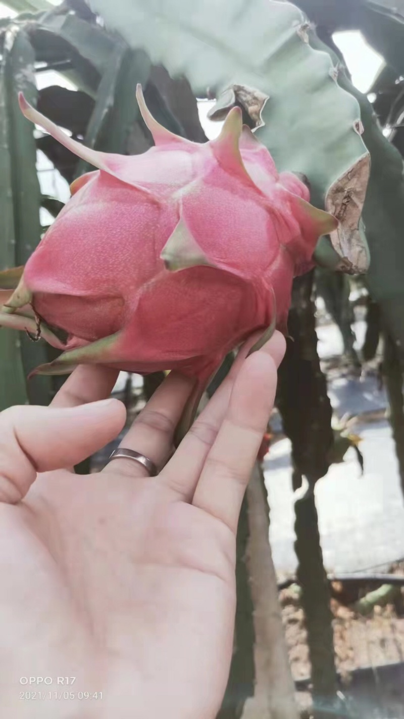 红心火龙果