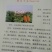 睢阳荷兰十五土豆产地直供量大从优可供商超全国发