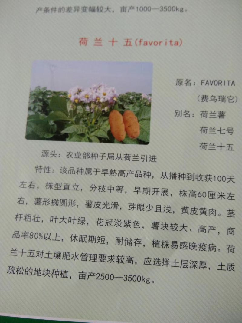 睢阳荷兰十五土豆产地直供量大从优可供商超全国发