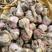 邳州精品苔蒜，紫皮蒜。专业代收代加工代储