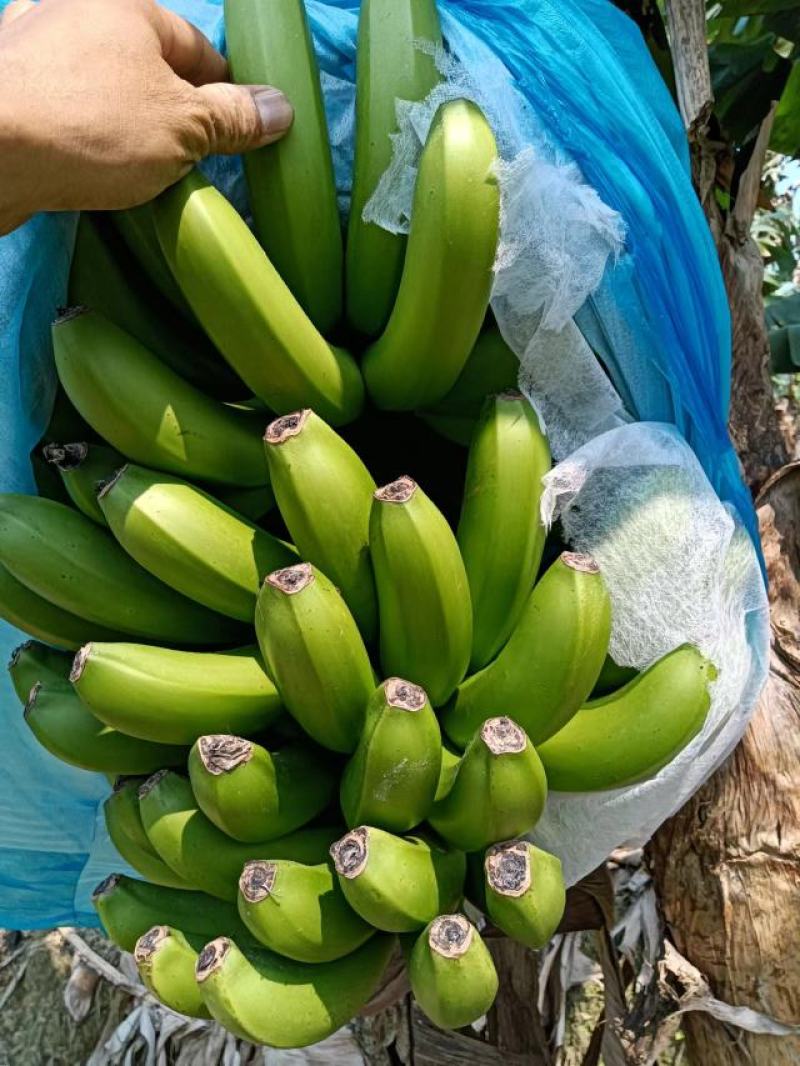 大量供应电商香蕉