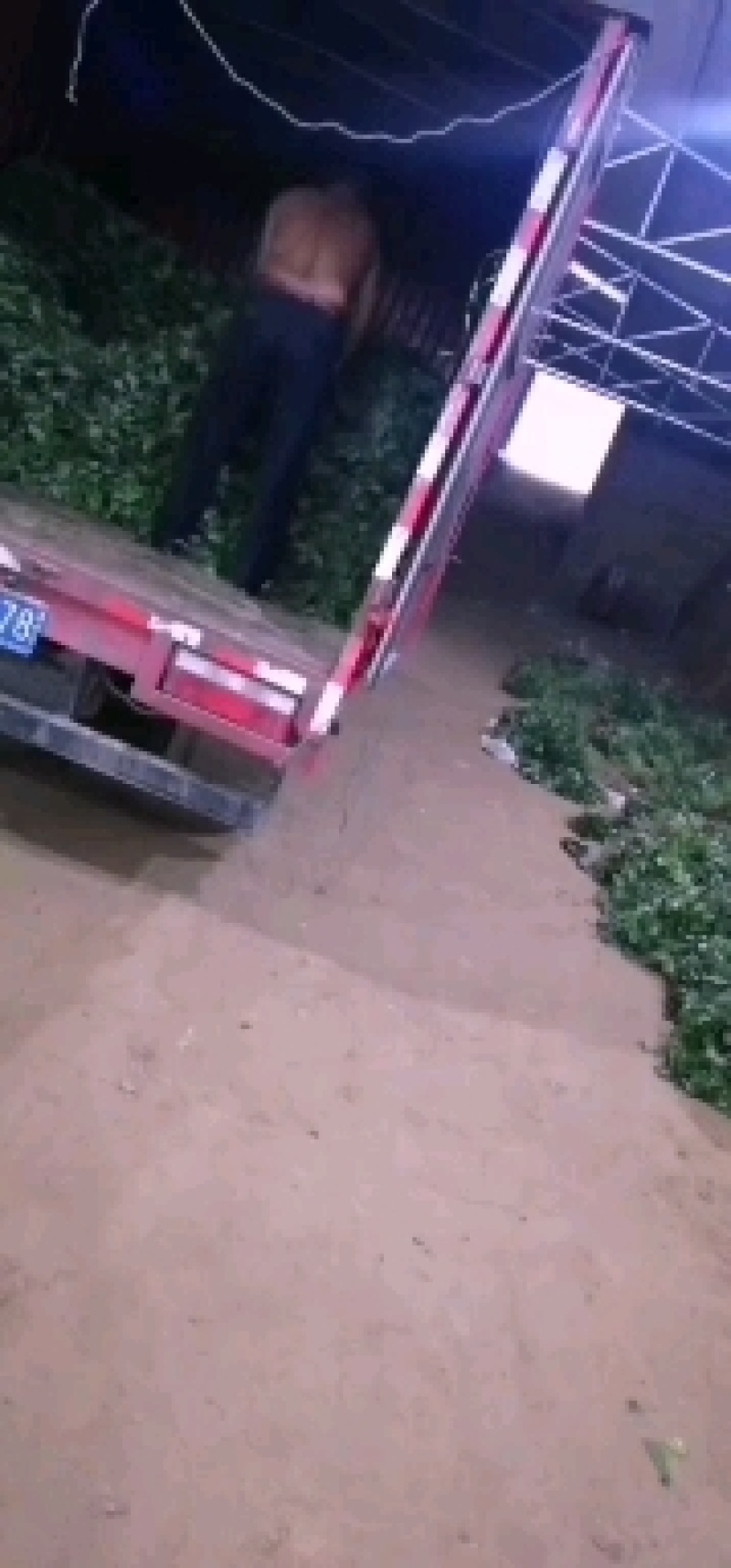 脱毒原种～西瓜红秧苗！基地直发！保证品质！！