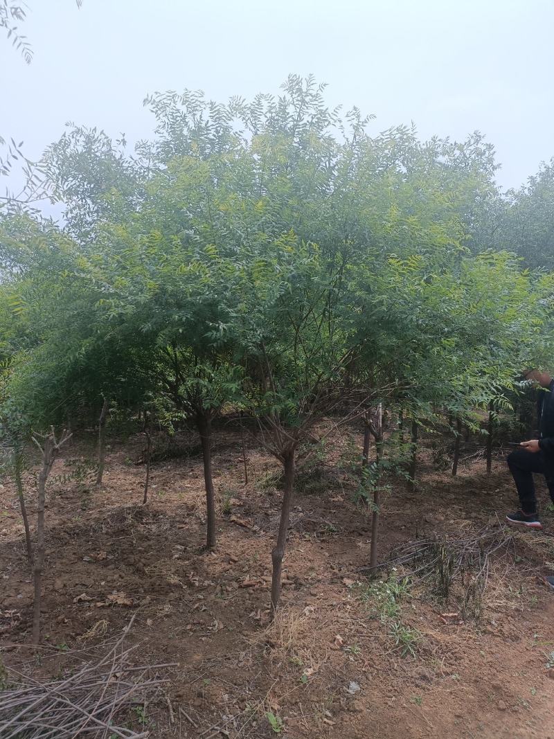 5公分文冠果.文冠果价格.文冠果基地