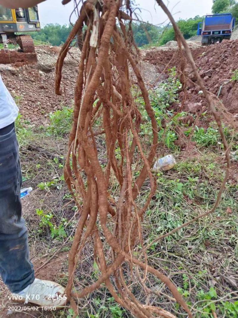 高品质牛大力大量现货