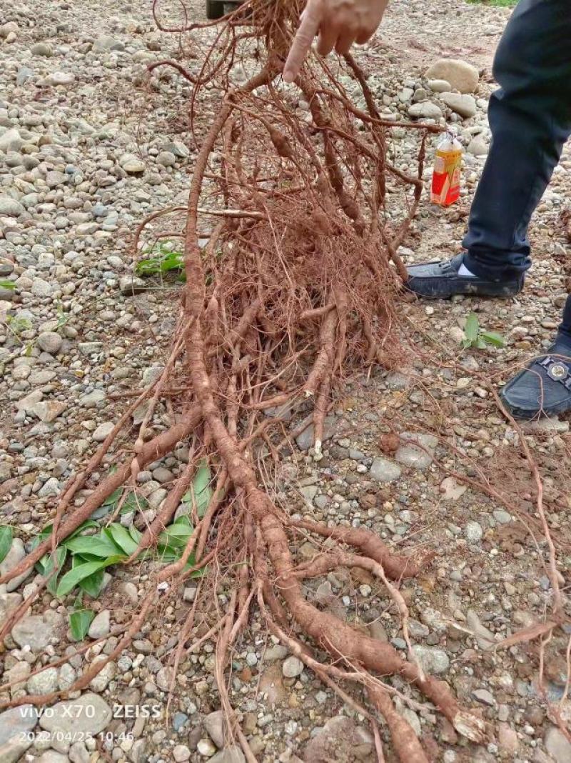 高品质牛大力大量现货